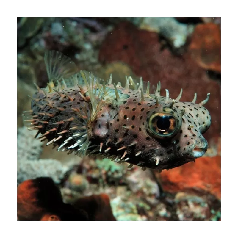 Chilomycterus Antennatus M Chilomycterus Antennatus M