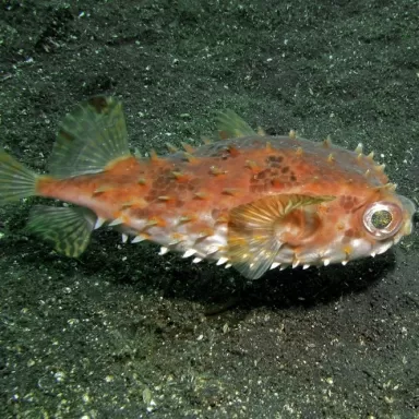 Cyclichthys Orbicularis (L)