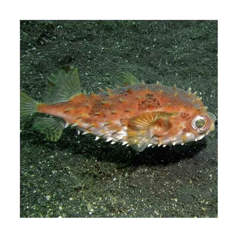 Cyclichthys Orbicularis (L) Cyclichthys Orbicularis (L)