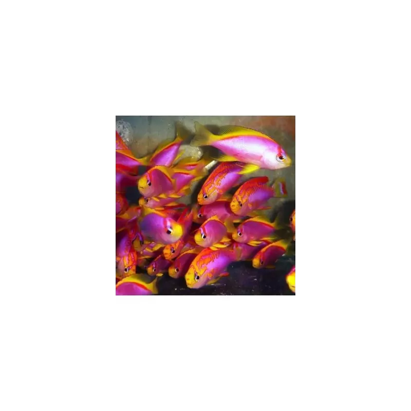 Pseudanthias Ventralis Pseudanthias Ventralis