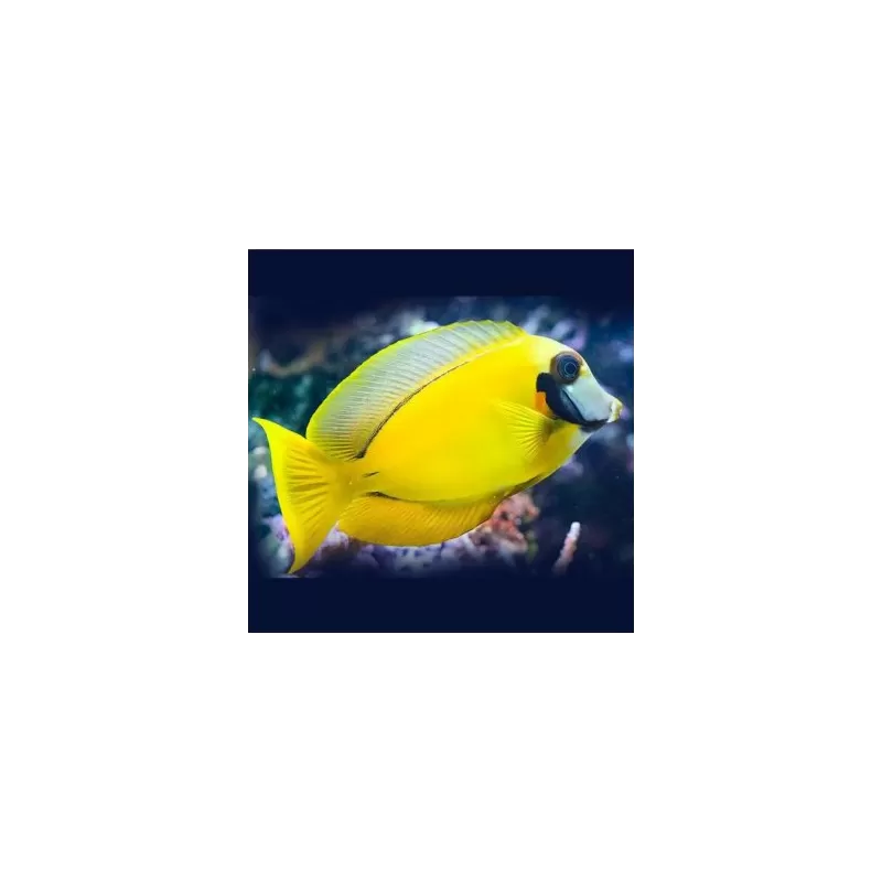 Acanthurus Pyroferus Yellow M (Juv)