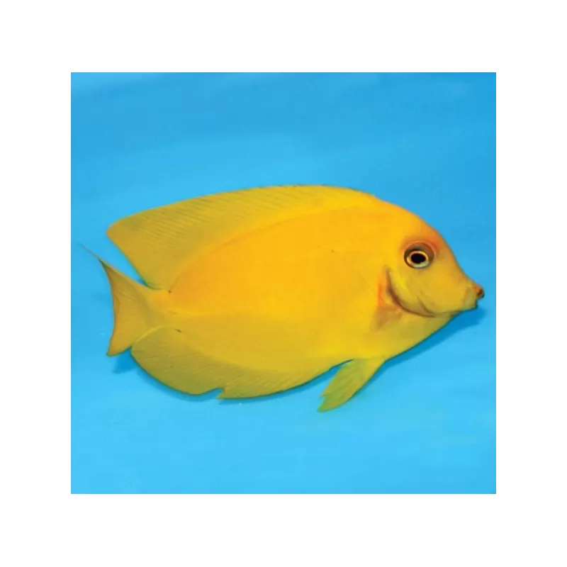 Acanthurus Pyroferus Jaune M (Juv)