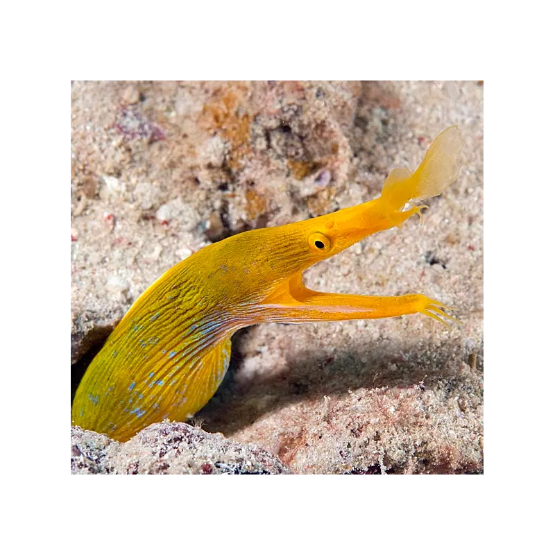 Rhinomuraena Quaesita Yellow 
