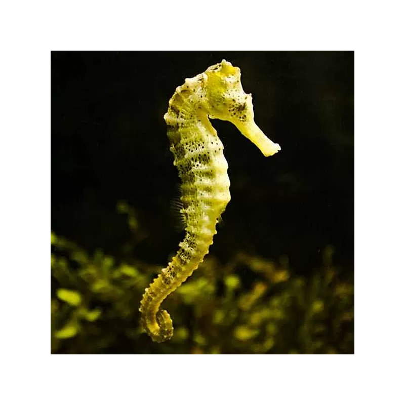 hippocampus reidi yellow M L hippocampus reidi yellow M L