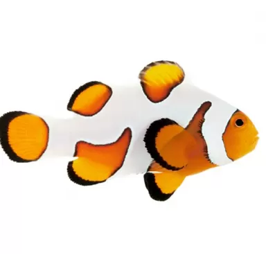 Amphiprion Ocellaris Gladiator Amphiprion Ocellaris Gladiator