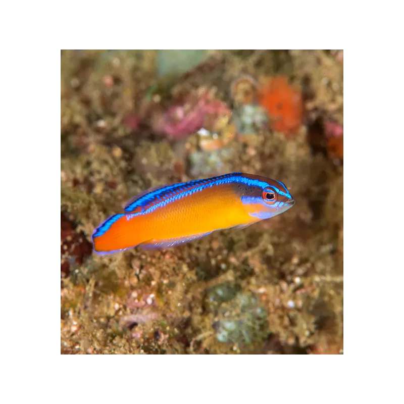 Pseudochromis Aldabrensis Pseudochromis Aldabrensis