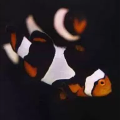Amphiprion Percula Onyx Amphiprion Percula Onyx