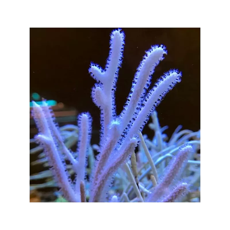 Euplexaura Gorgonia White Singapore (L)