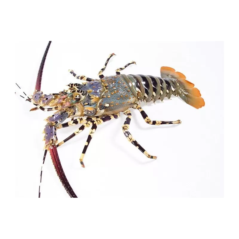 Panulirus Ornatus (M)