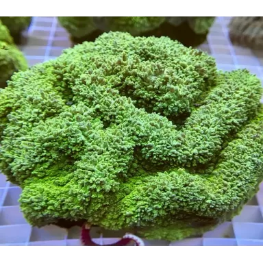 Lobophyllia Corymbosa (XL)