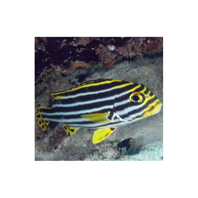 plectorhinchus pictus 7 12 cm plectorhinchus pictus 7 12 cm