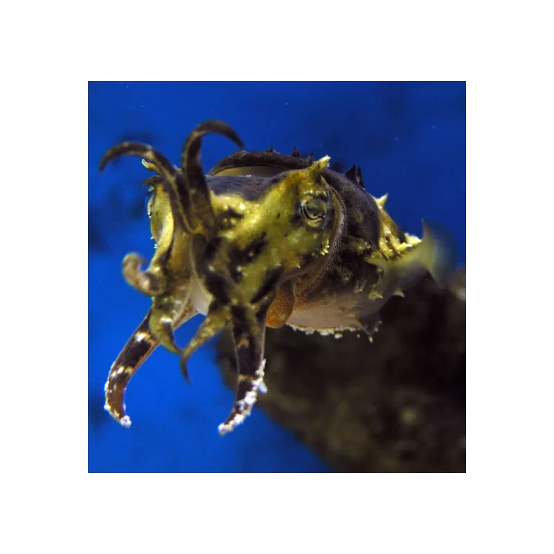 Sepia Bandensis Eier pro Bündel