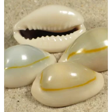 Cypraea Ring
