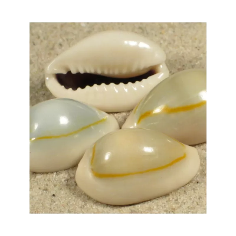 Cypraea Annulus Cypraea Annulus