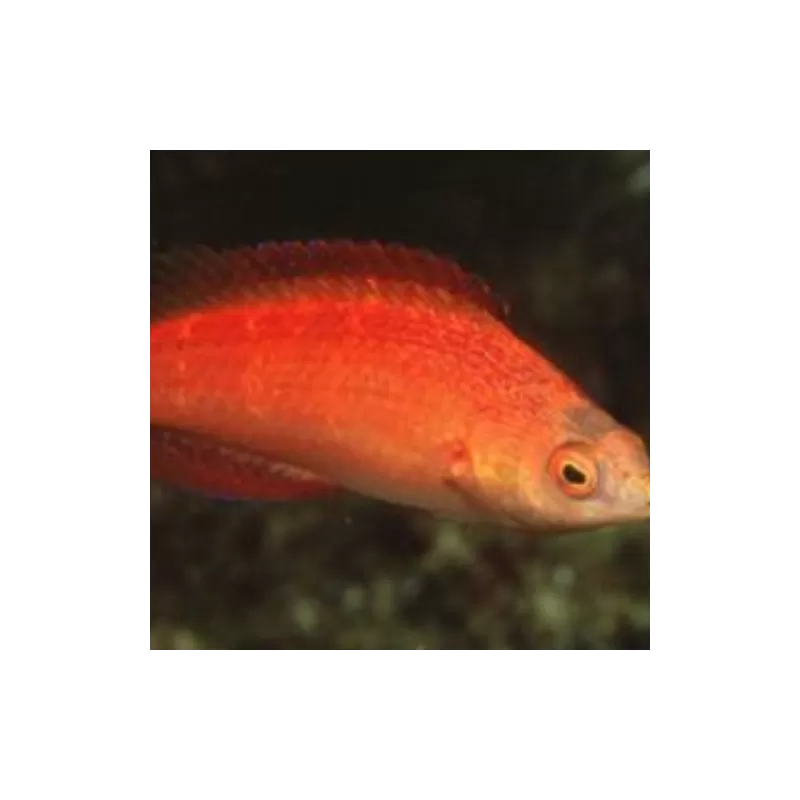 Cirrhilabrus Naokoae Female Cirrhilabrus Naokoae Female