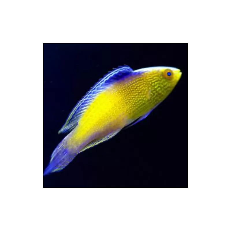 cirrhilabrus rhomboidalis cirrhilabrus rhomboidalis