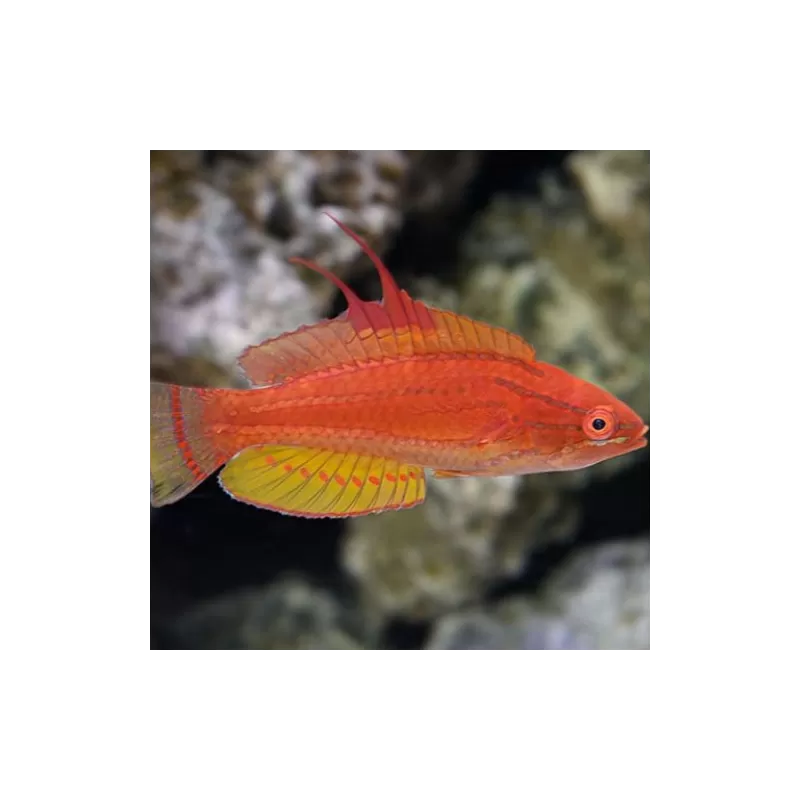 paracheilinus flavianalis