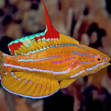 paracheilinus flavianalis