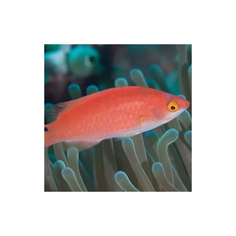Cirrhilabrus Adornatus Cirrhilabrus Adornatus