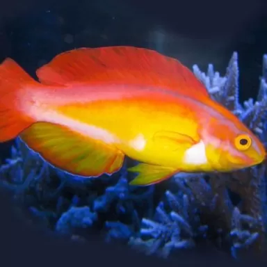 Cirrhilabrus jordani