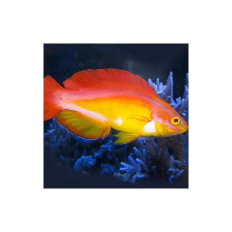 Cirrhilabrus jordani Cirrhilabrus jordani