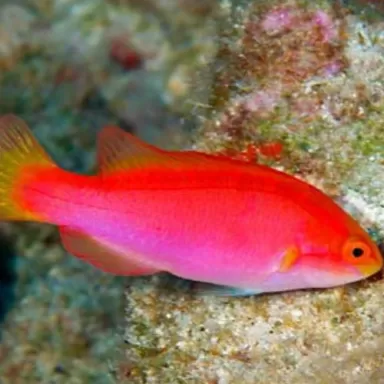 Cirrhilabrus jordani