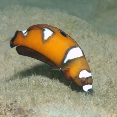 Coris Formosa JUV S Coris Formosa JUV S