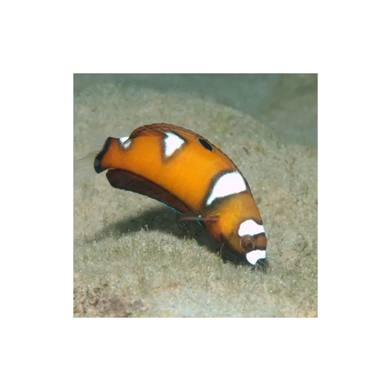 Coris Formosa JUV S Coris Formosa JUV S
