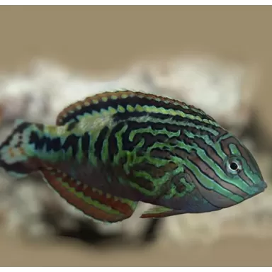 macropharyngodon bipartitus female