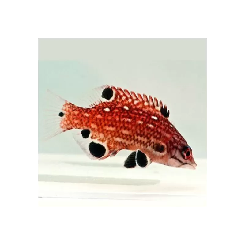 Bbodianus Diana S Bbodianus Diana S