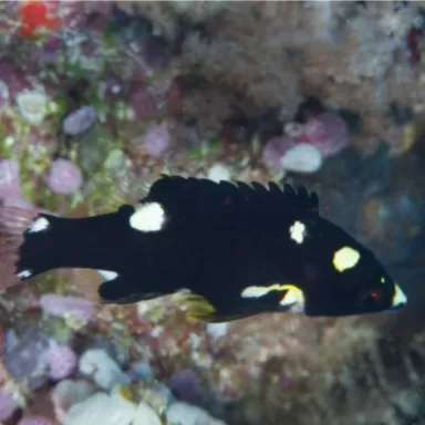 bodianus axillaris M