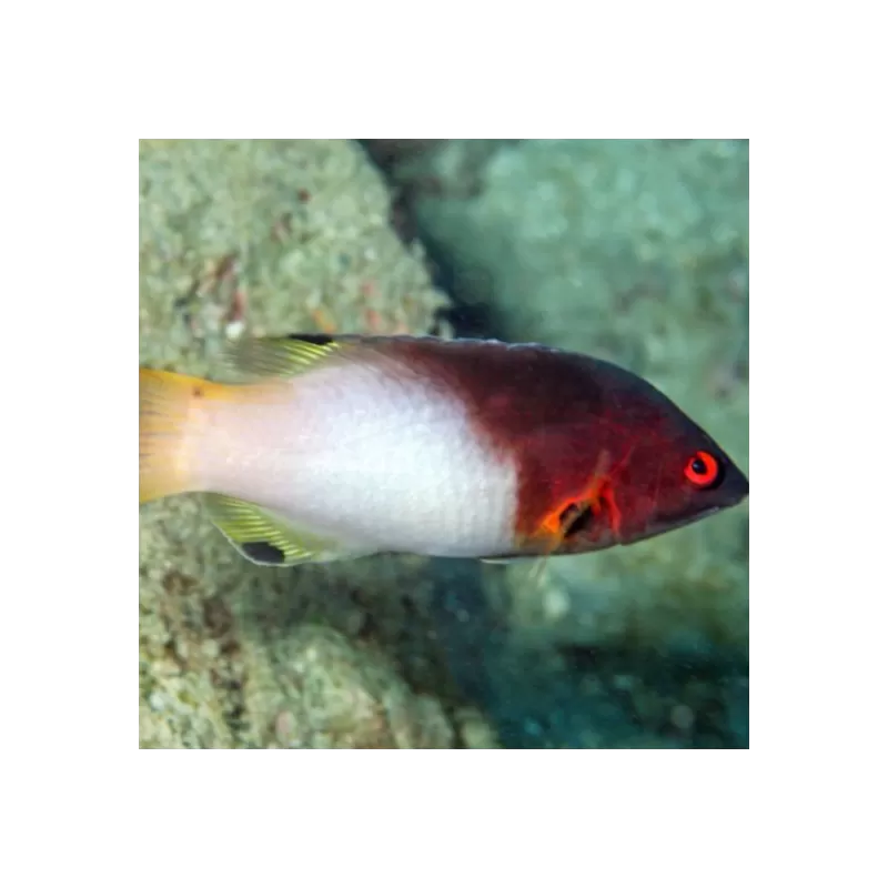 bodianus axillaris M
