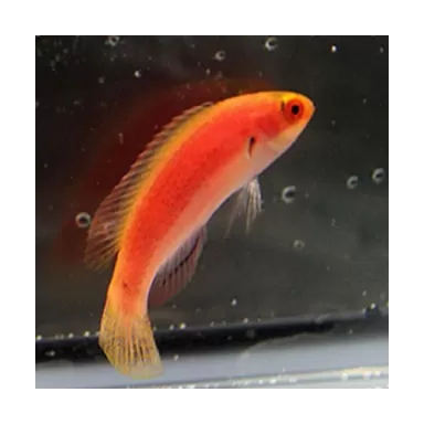 Cirrhilabrus Balteatus Female