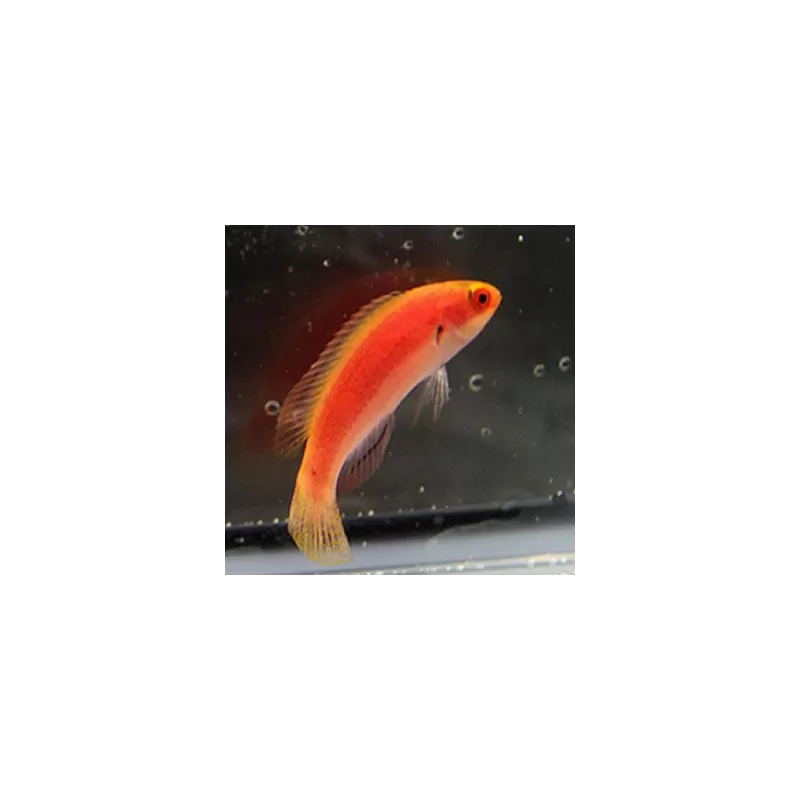 Cirrhilabrus Balteatus Female
