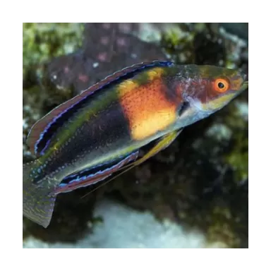 Cirrhilabrus Balteatus Female