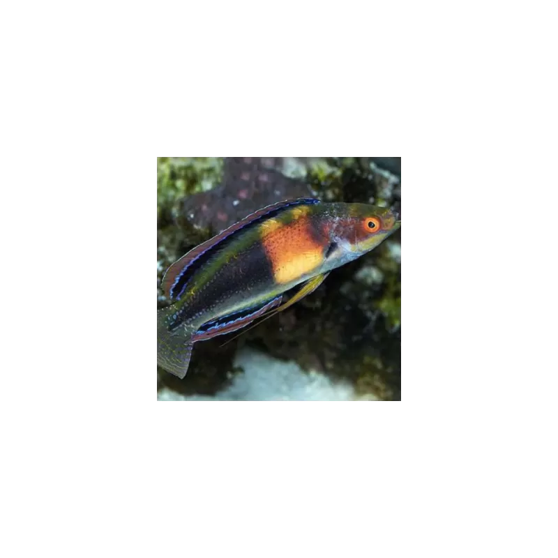 Cirrhilabrus Balteatus (femelle)