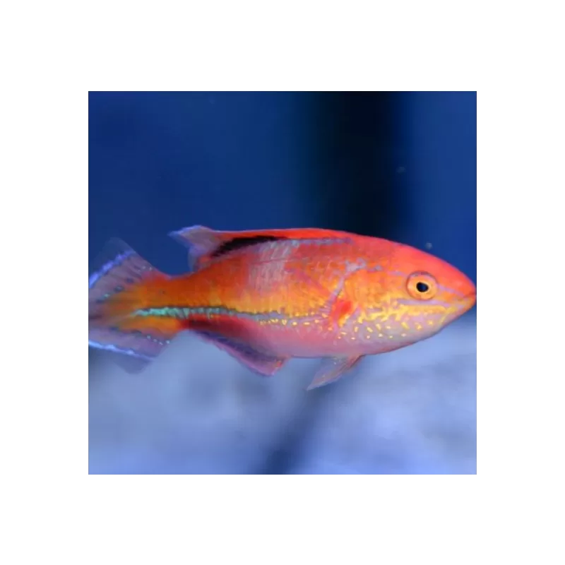 Cirrhilabrus Isosceles
