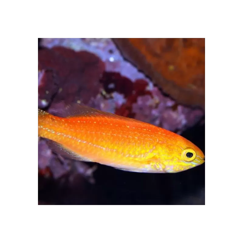 Cirrhilabrus Isosceles Female
