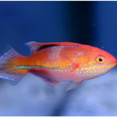 Cirrhilabrus Isosceles Female