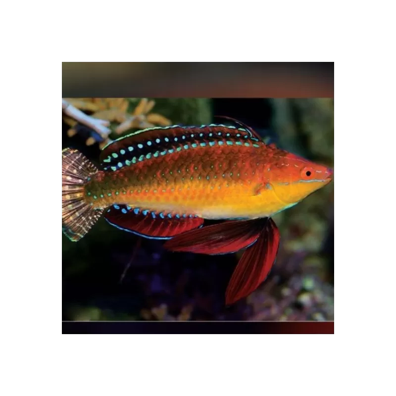 Cirrhilabrus Africanus Male