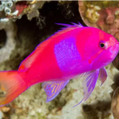 Pseudanthias Pleurotaenia Male