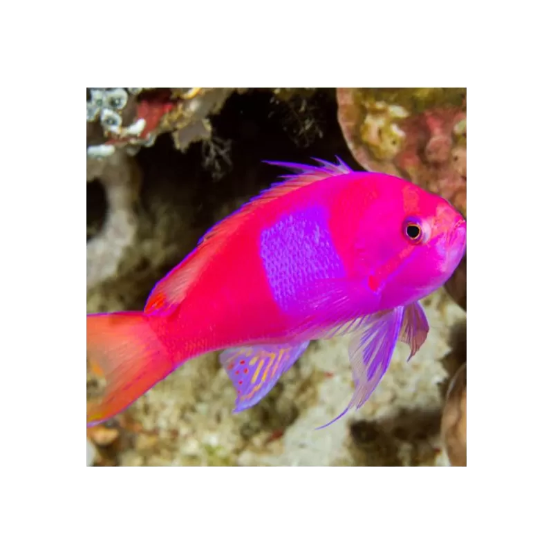 Pseudanthias Pleurotaenia Male Pseudanthias Pleurotaenia Male