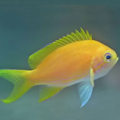 Pseudanthias Pleurotaenia Male Pseudanthias Pleurotaenia Male
