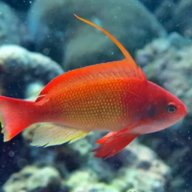 Pseudanthias Squamipinnis Pseudanthias Squamipinnis