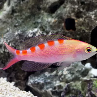Pseudanthias flavoguttatus Pseudanthias flavoguttatus