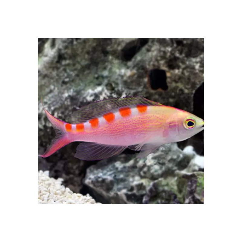 Pseudanthias flavoguttatus Pseudanthias flavoguttatus