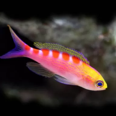 Pseudanthias flavoguttatus Pseudanthias flavoguttatus