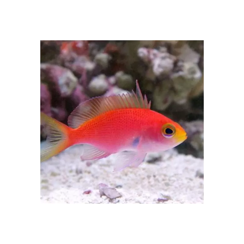 Pseudanthias Randalli Pseudanthias Randalli