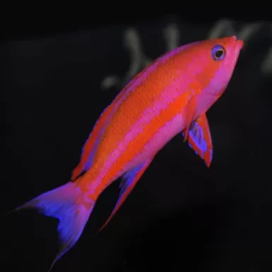 Pseudanthias Randalli Pseudanthias Randalli