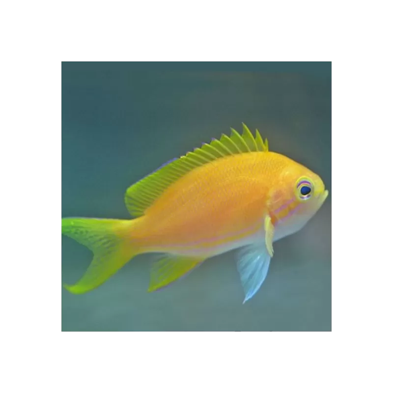 Pseudanthias Pleurotaenia Female Pseudanthias Pleurotaenia Female